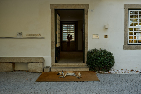Dog & Rooster - Peso da Régua, Douro